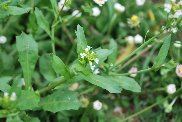 Brassicacea - Calepina irregularis